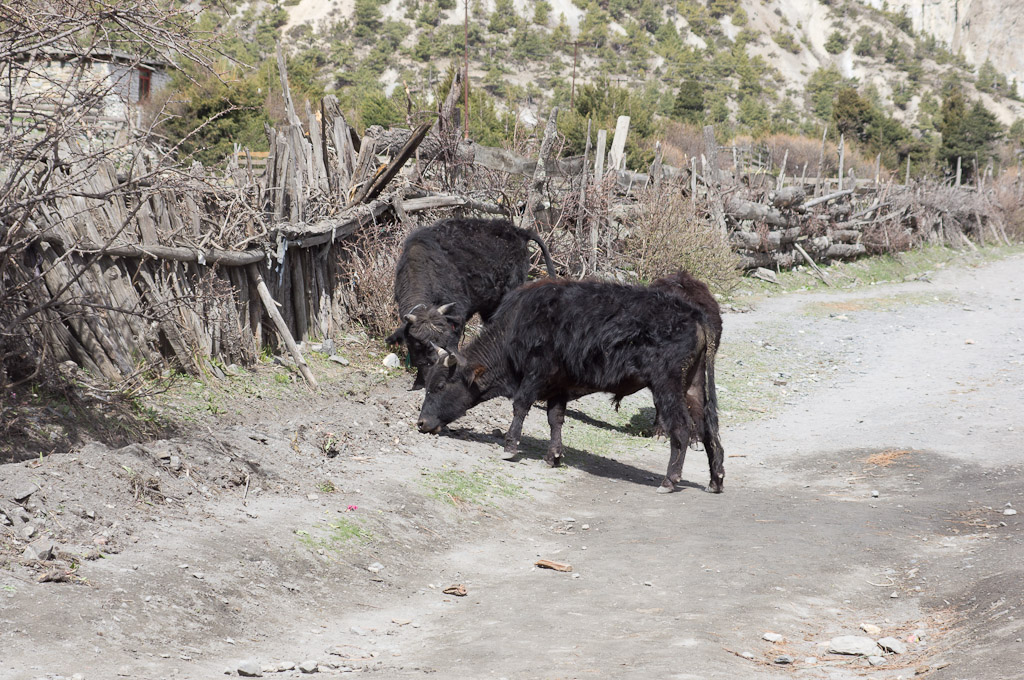 непальские коровы
