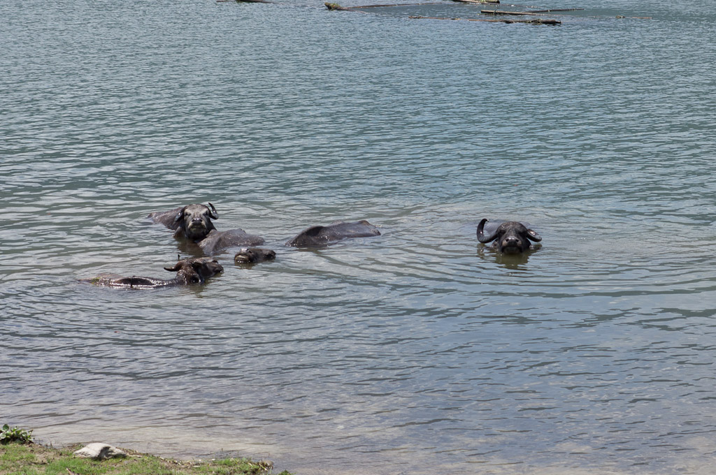 буйволы в озере