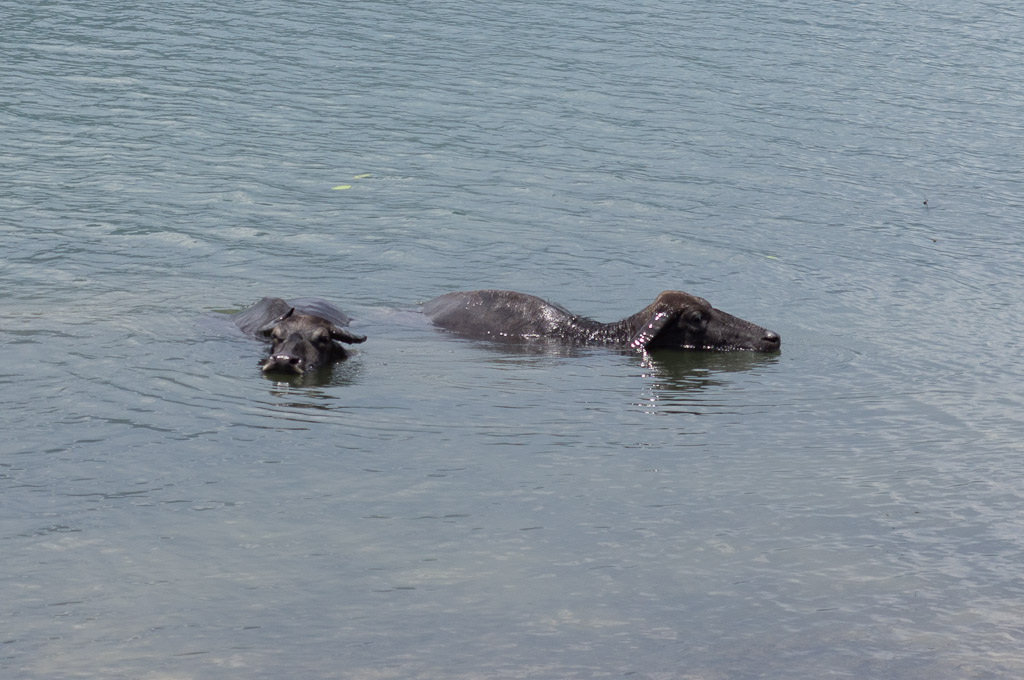 буйволы в озере