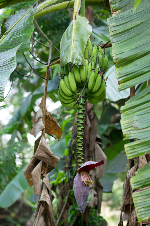 зеленые бананы