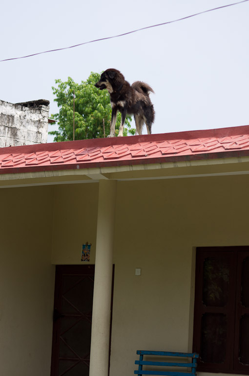 собака на крыше