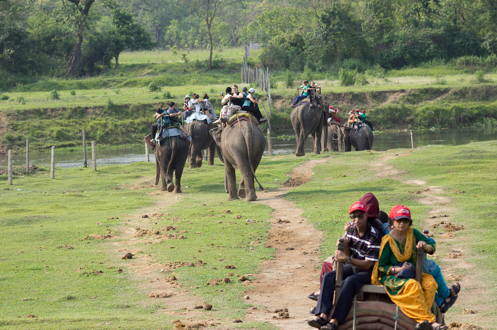 туристы на слонах