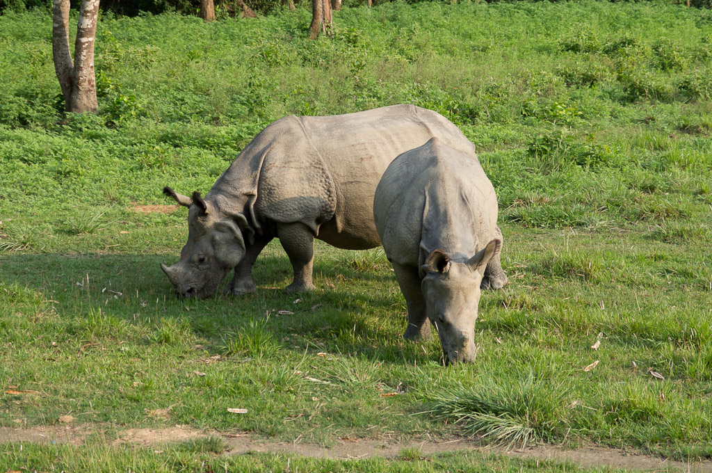 носороги пасутся