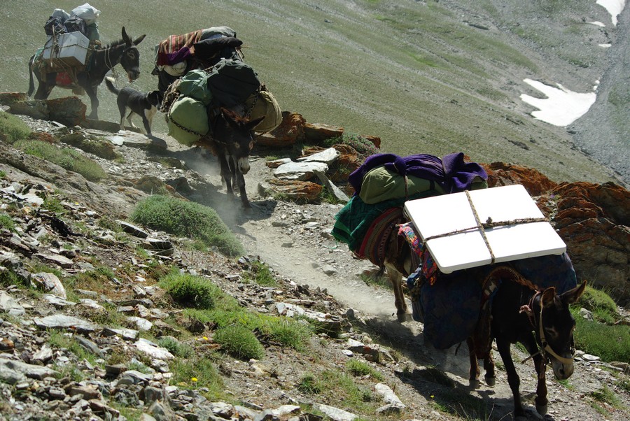 Северный караван. Караван вьючных ишаков в горах. Ишак Караван Пакистан. Мул в горах. Таджикистан Караван.